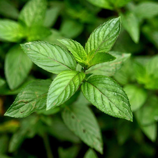 Benefits of Peppermint Essential Oil