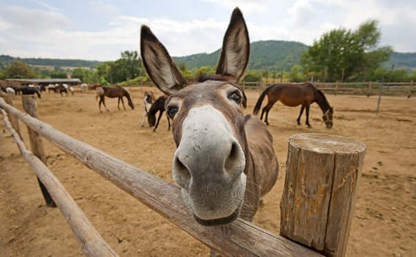 Discover 10 Eye-Opening Facts about the Potent Donkey’s Milk Soap You Didn't Know About!