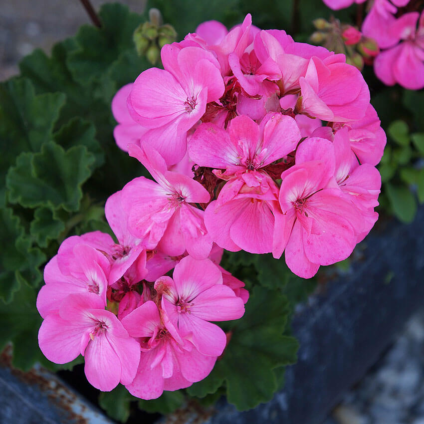 Geranium Essential Oil: A Deep Dive into Its Benefits, Uses, and Wellness Potential