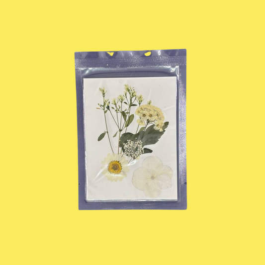 Dried Flat Flower - White