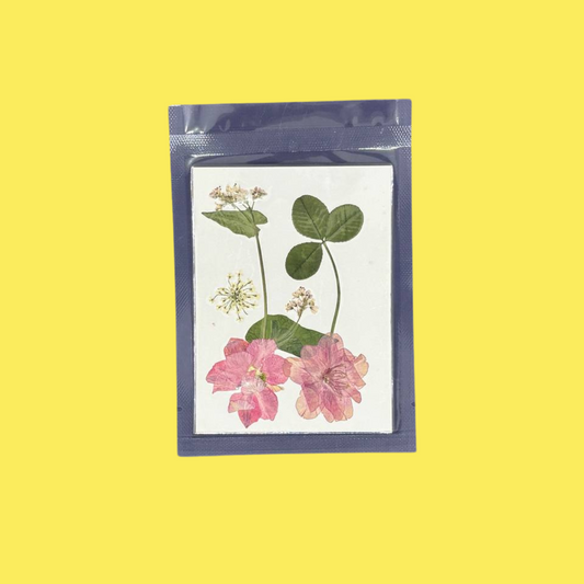 Dried Flat Flower - Cherry Pink