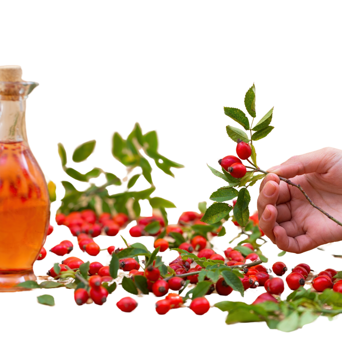Refined Rosehip Oil (South Africa) - Cosmetic Grade