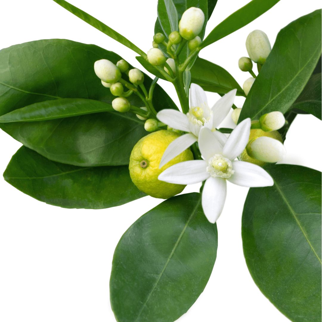 Neroli Fragrance Oil