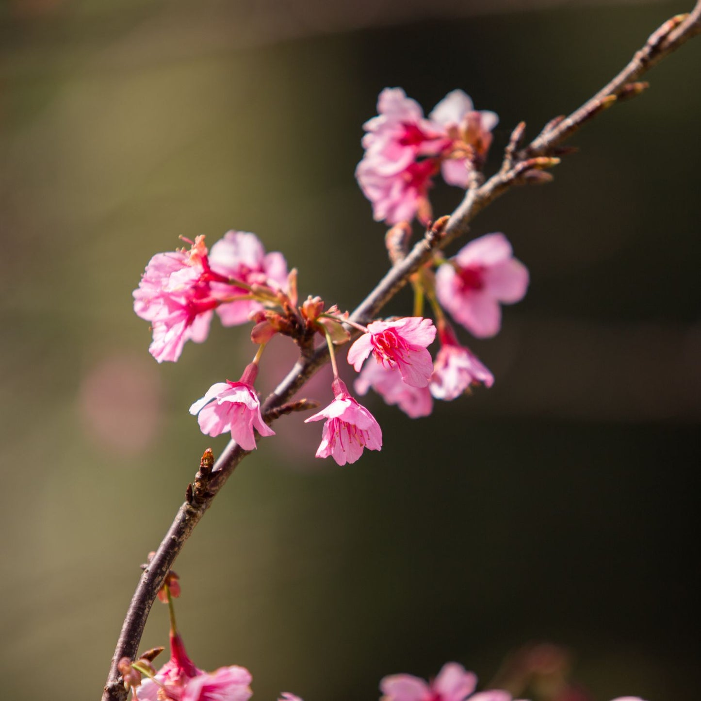Sakura Fragrance Oil