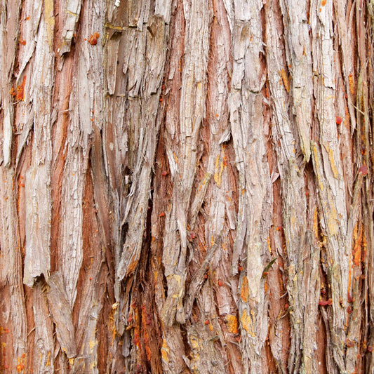 Cedarwood Fragrance Oil