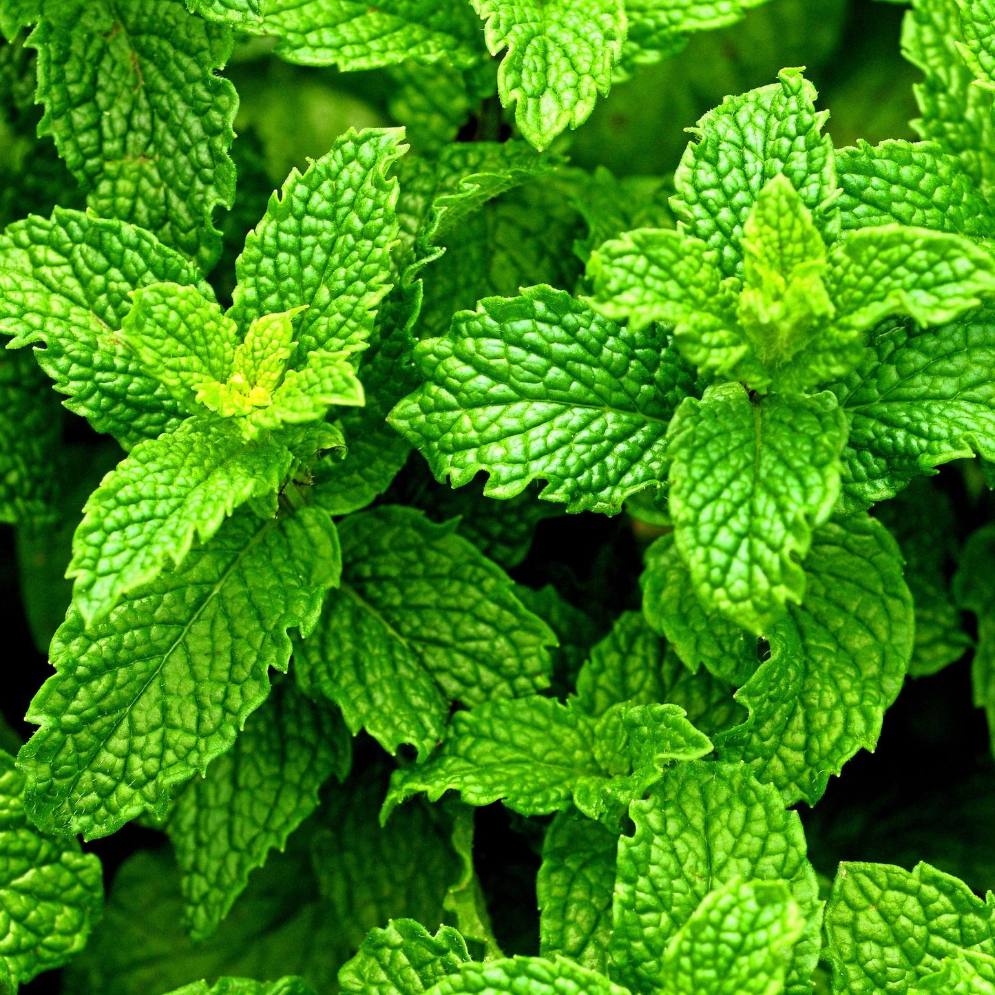Peppermint Supreme Fragrance Oil