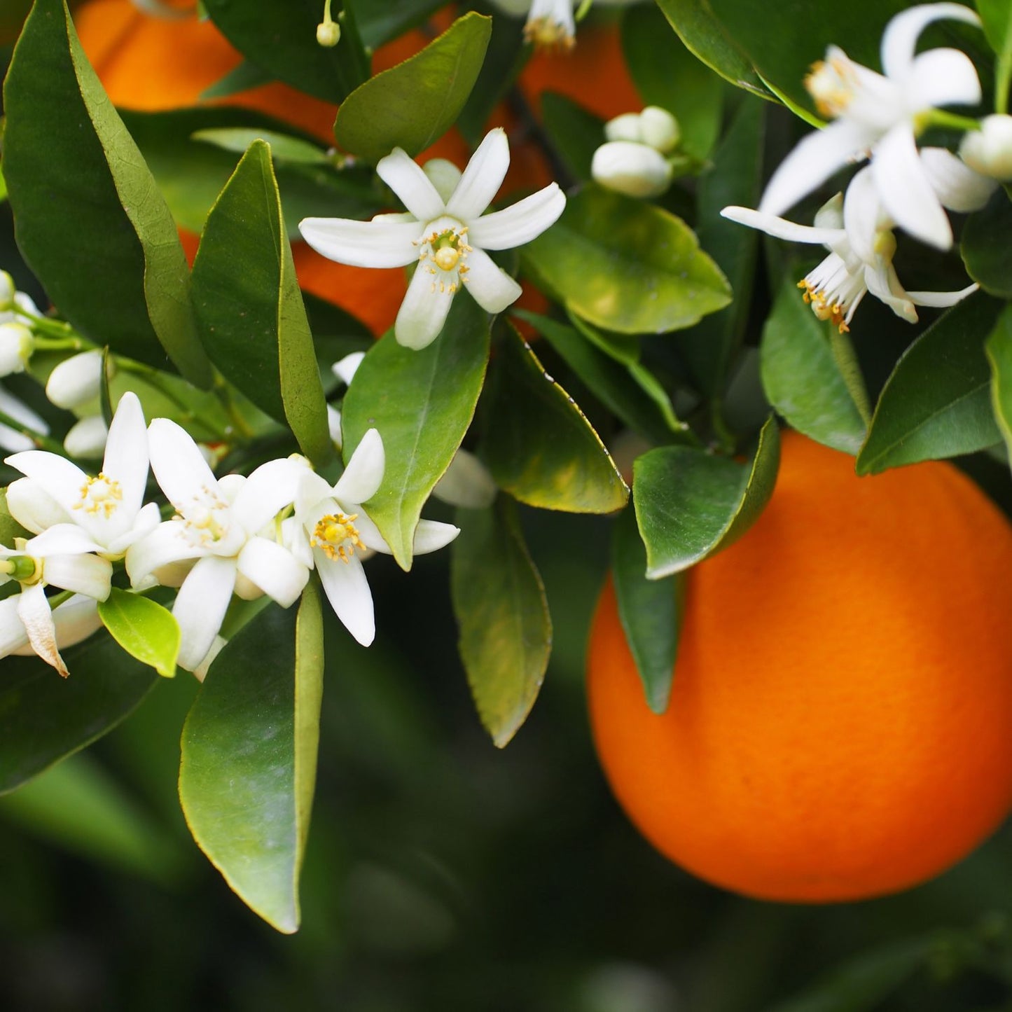 Orange Blossom Fragrance Oil