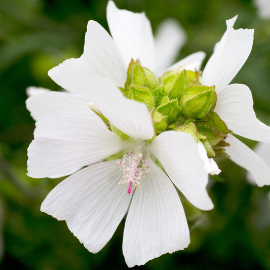 Midnight Musk Fragrance Oil