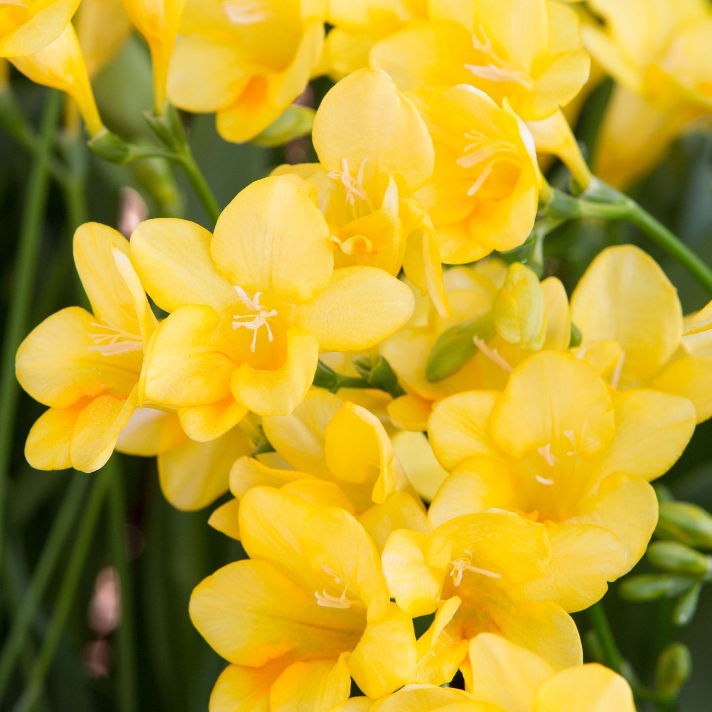 Royal Freesia Fragrance Oil