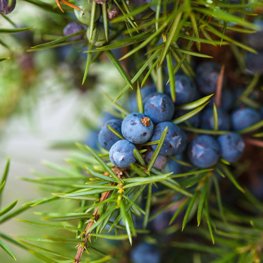 Juniper Berries Fragrance Oil