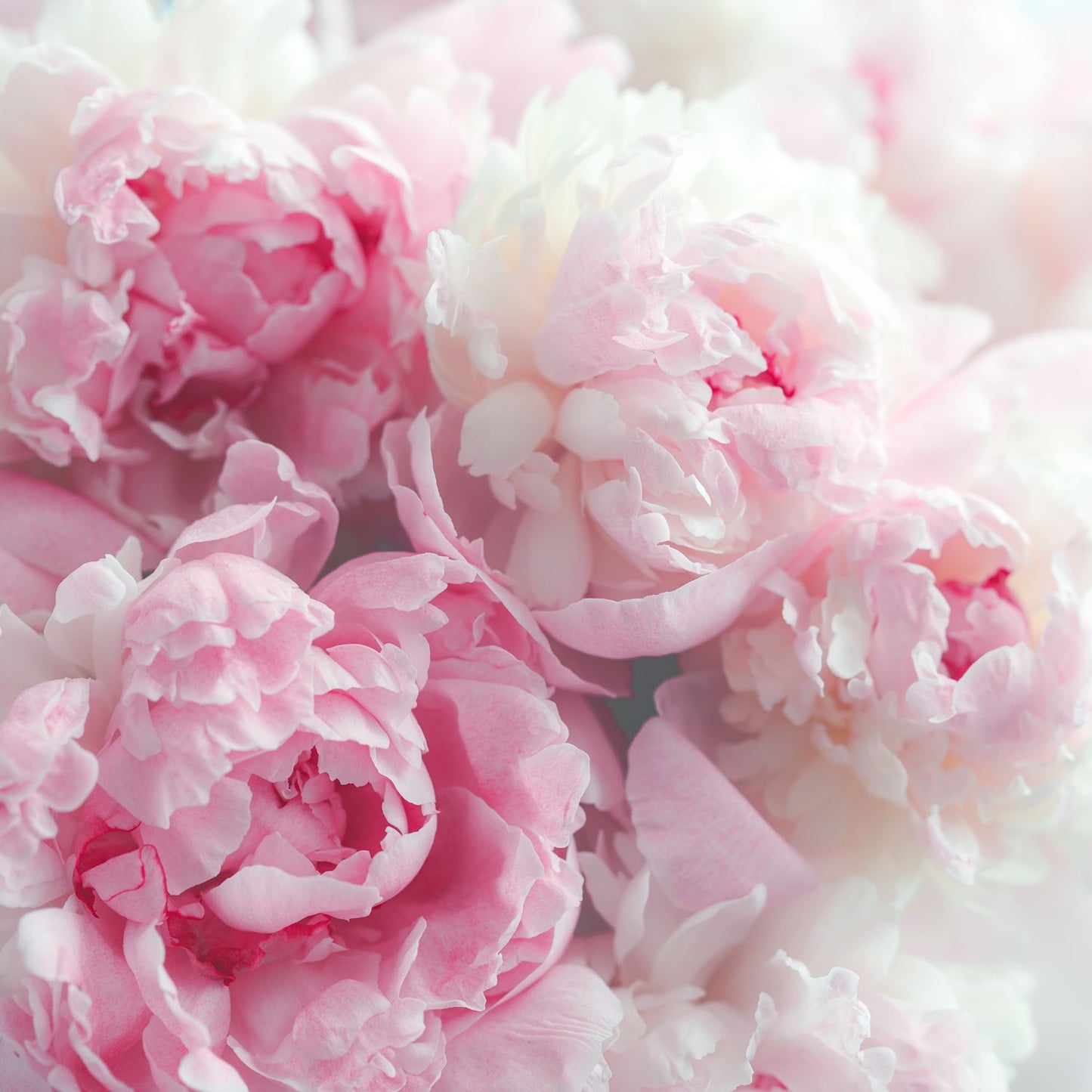 Peony Fragrance Oil