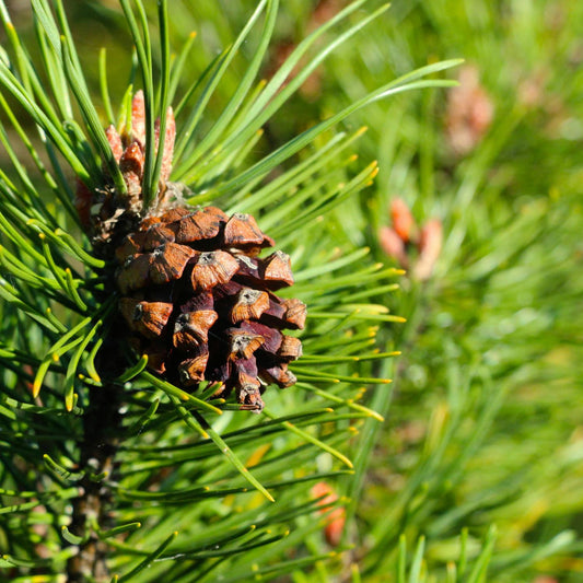 Pine Cones & Spice Fragrance Oil
