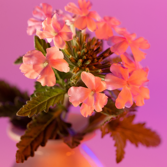 Verbena Fragrance Oil