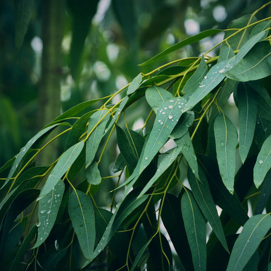 2.0 Eucalyptus Fragrance Oil