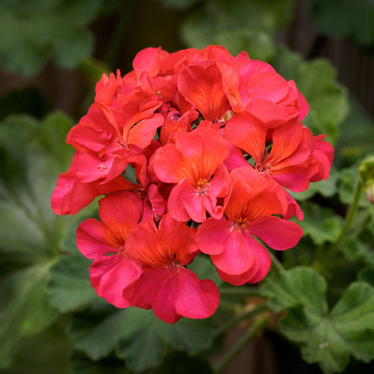 Geranium Fragrance Oil