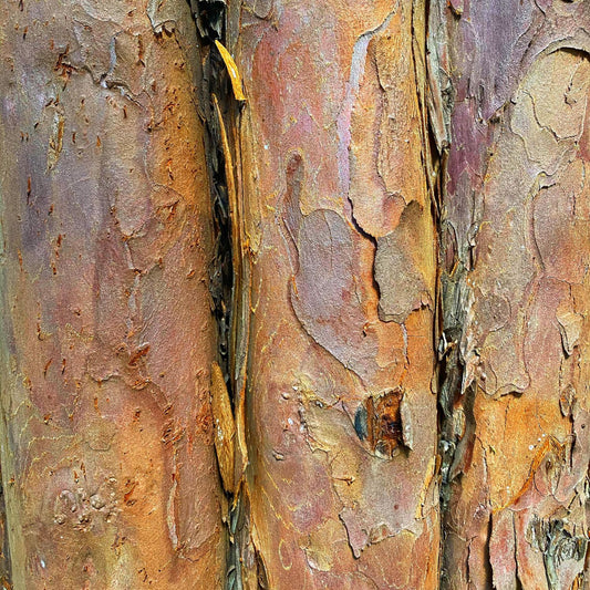 Agarwood Fragrance Oil