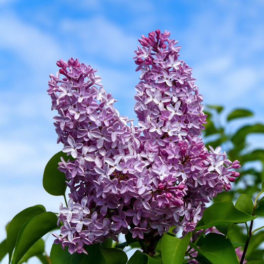 Fresh Cut Lilacs Fragrance Oil