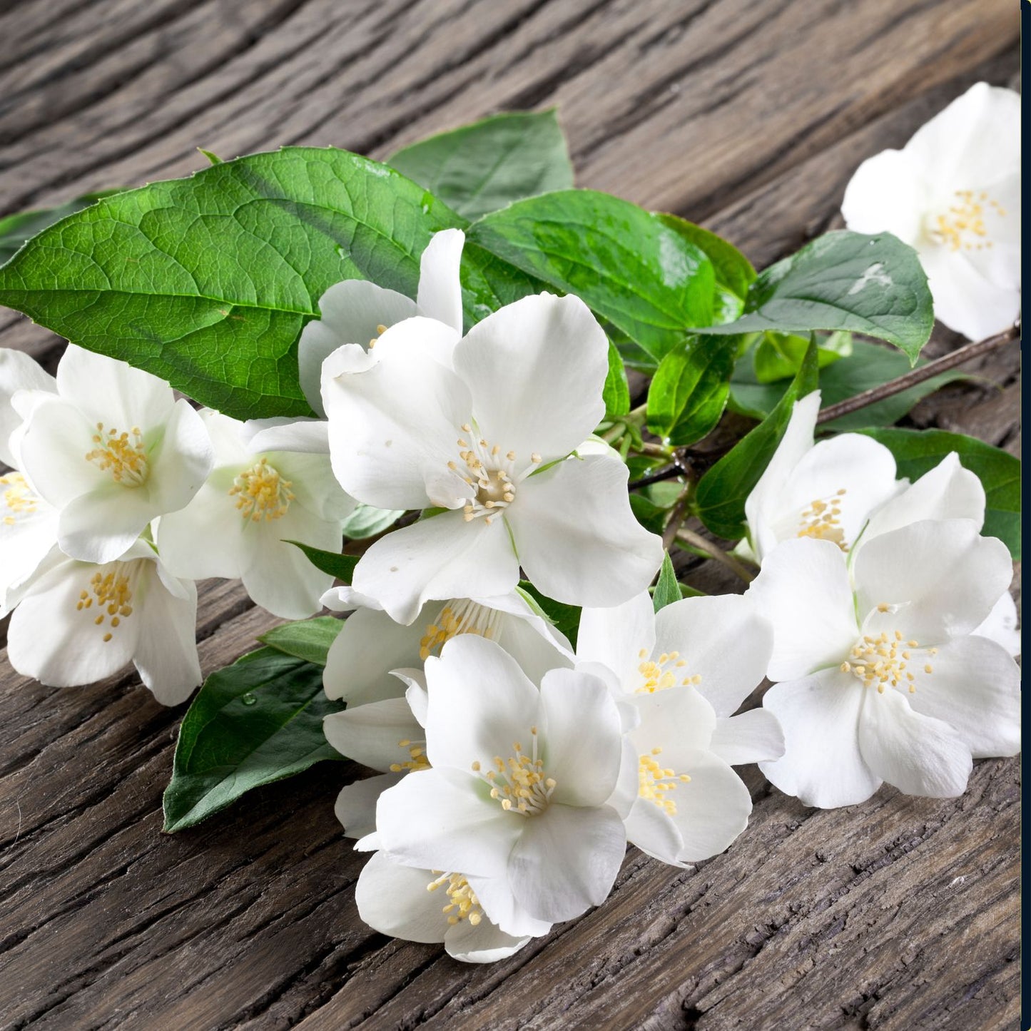 Jasmine Fragrance Oil