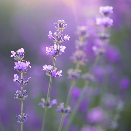 Lavender Fresh Fragrance Oil