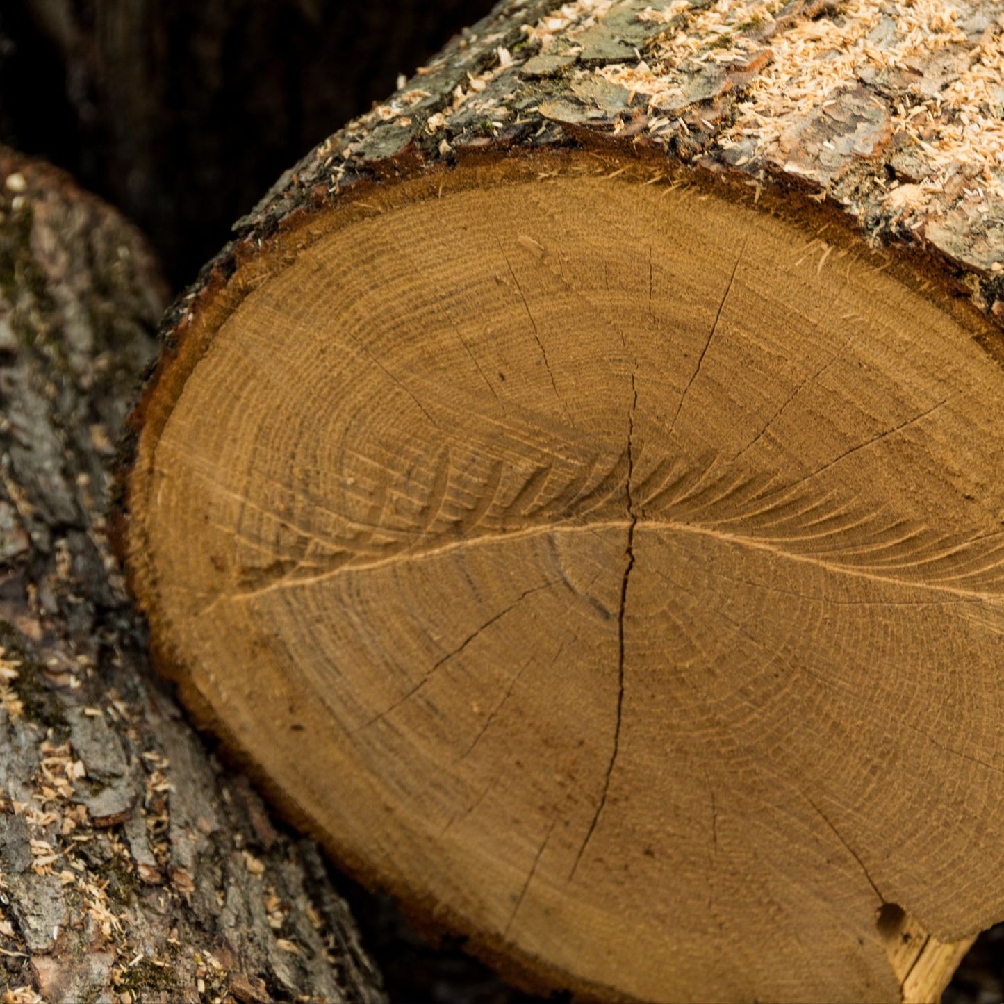 Oak Wood Fragrance Oil