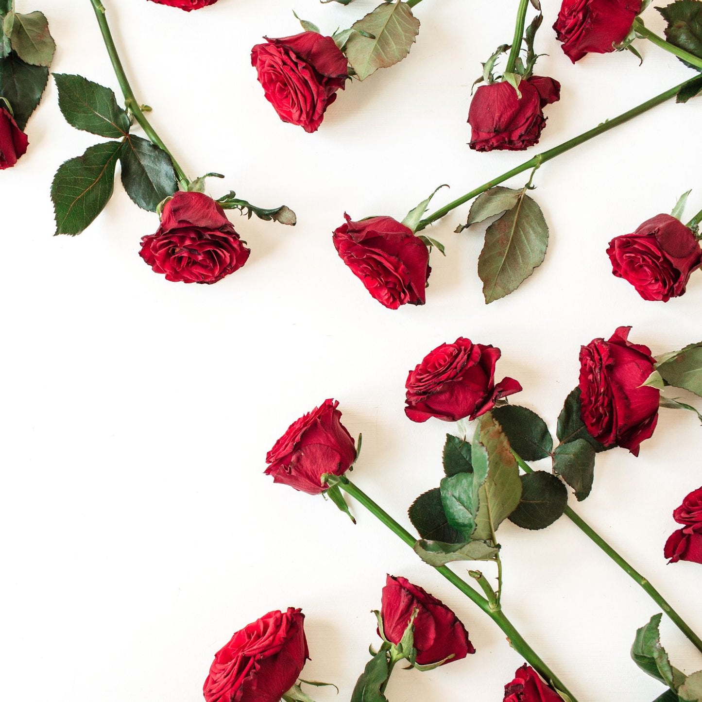 Sweet Rose Fragrance Oil