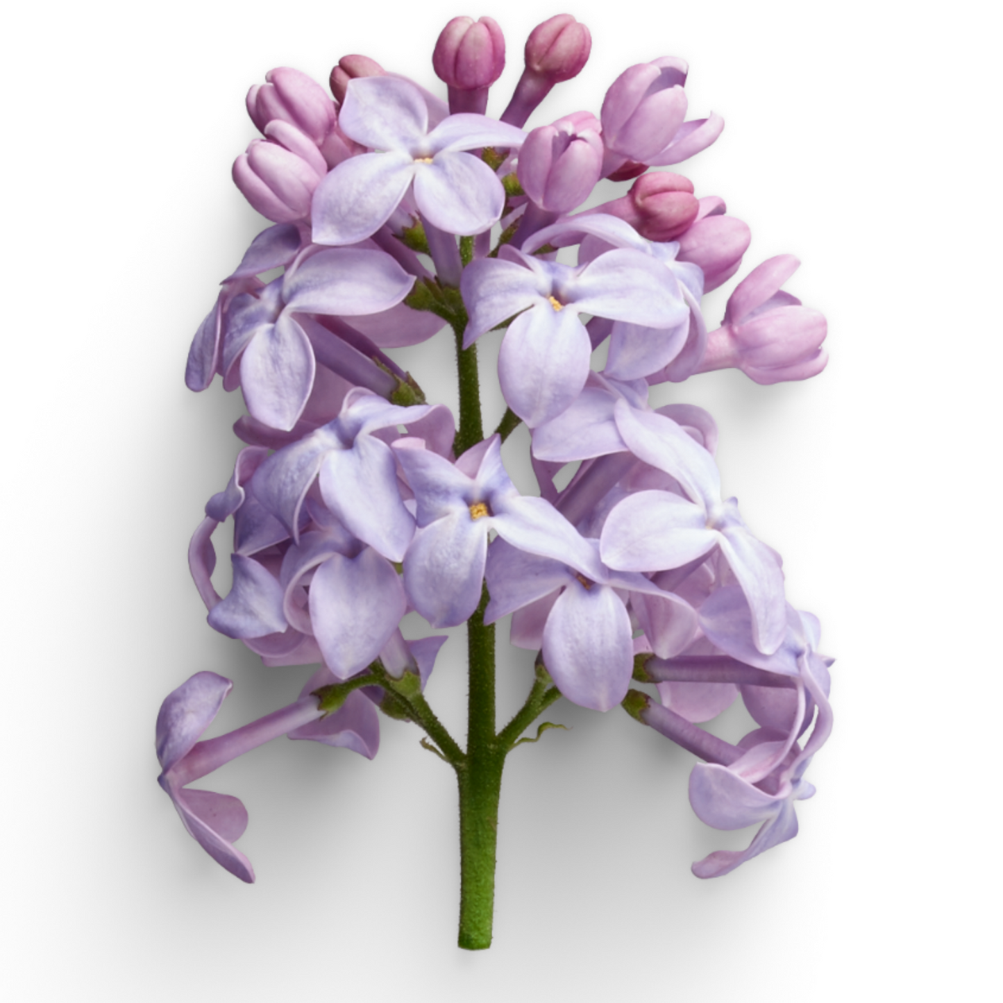 Fresh Cut Lilacs Fragrance Oil