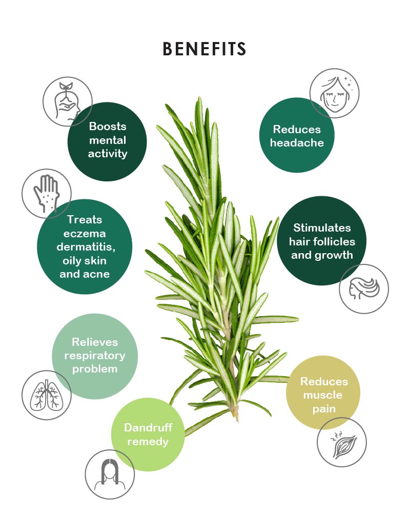 Yein&Young Rosemary Essential Oil - 10ml (Buy 2 Get 2 Free)