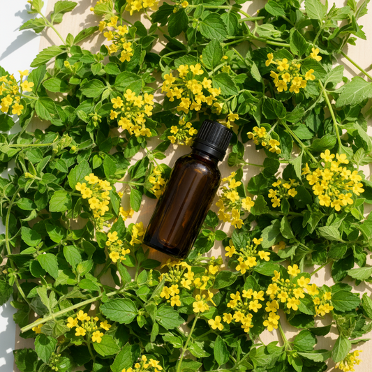 Verbena Fragrance Oil