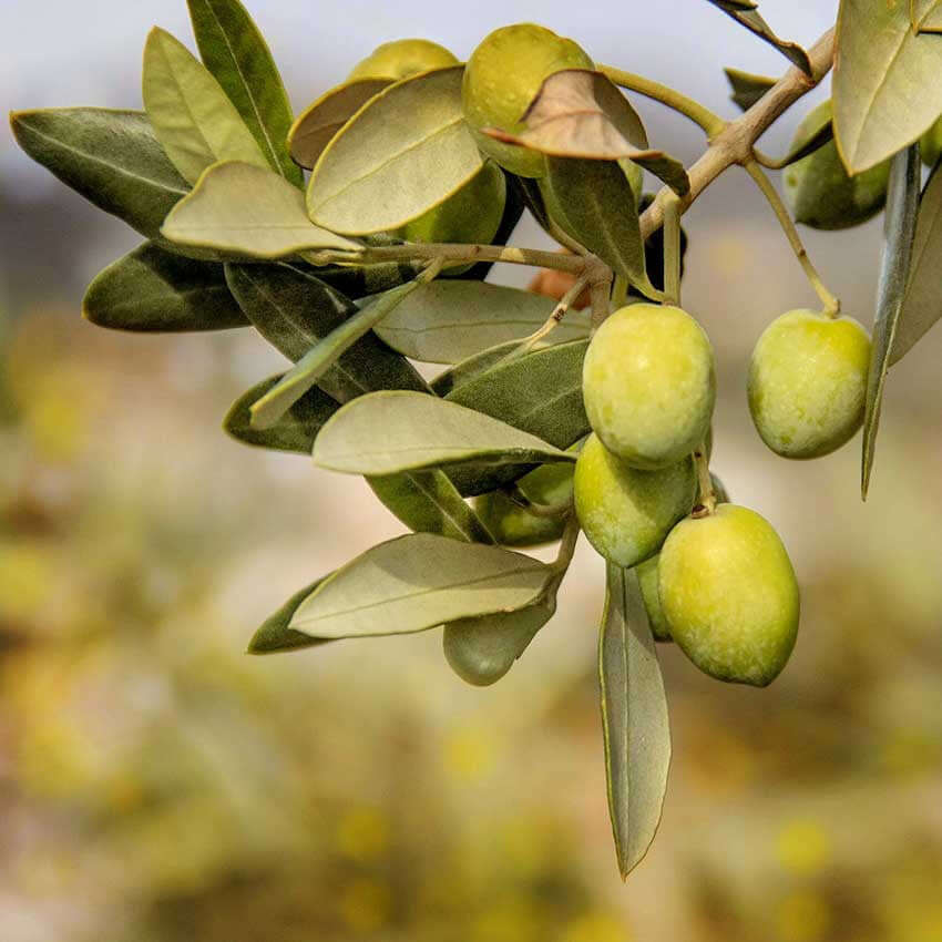 Pomace Olive Oil (Spain) - Cosmetic Grade