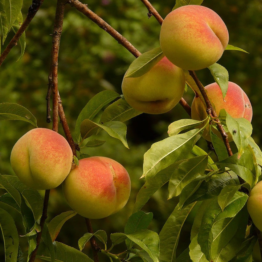 Peach Fragrance Oil - 30ml Ingredients - Craftiviti