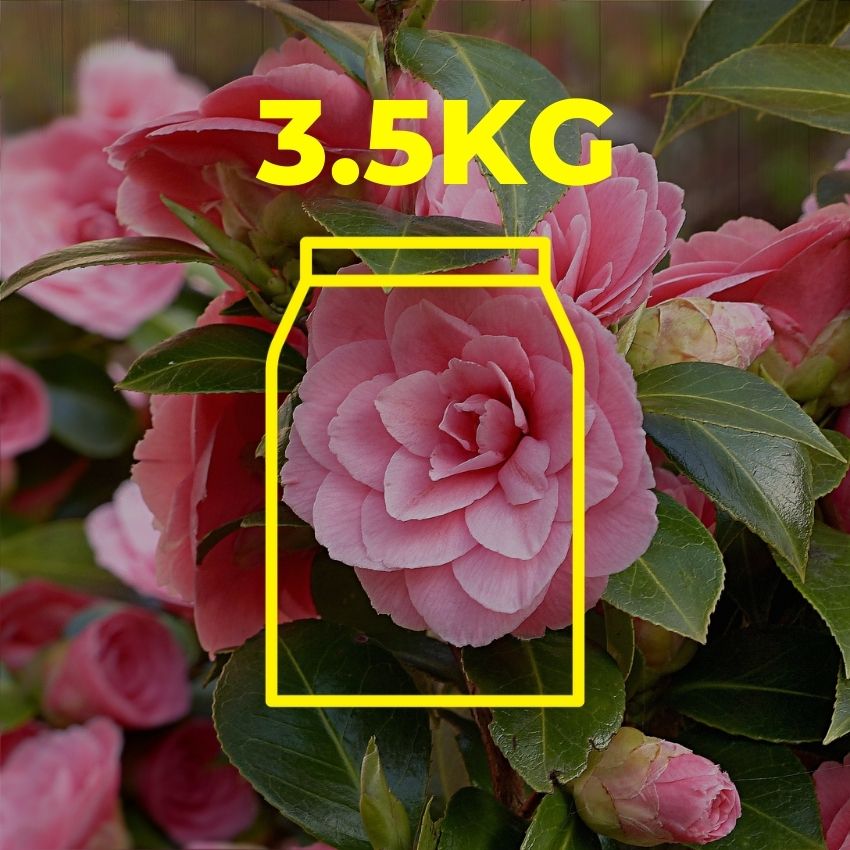 Virgin Organic Camellia Oil – 3.5kg Ingredients - Craftiviti