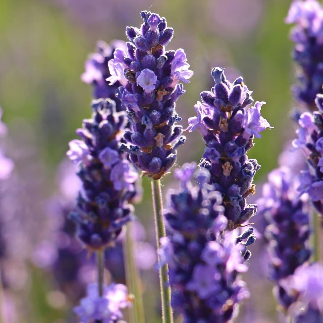 Yein&Young Lavender - Essential Oil - 5lb (2267g)