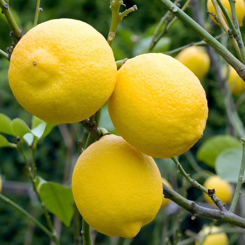 Yein&Young Lemon Essential Oil - 10ml Ingredients - Craftiviti