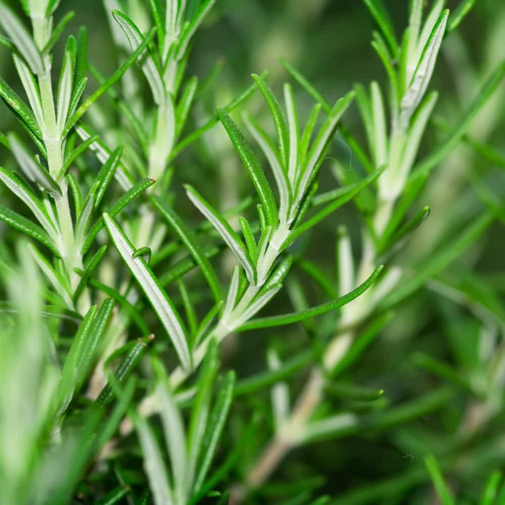 Yein&Young Rosemary - Essential Oil - 5lb (2267g)