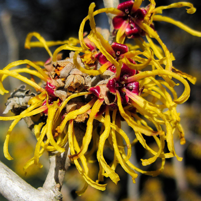 Witch Hazel