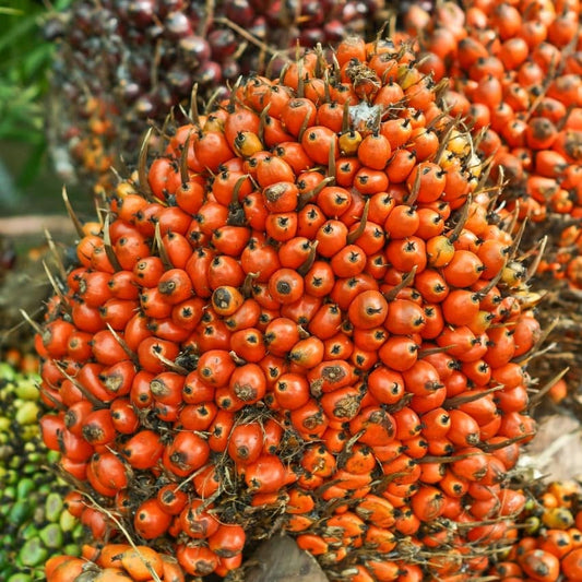Premium Extra Red Palm Oil (Malaysia) - Limited Stocks