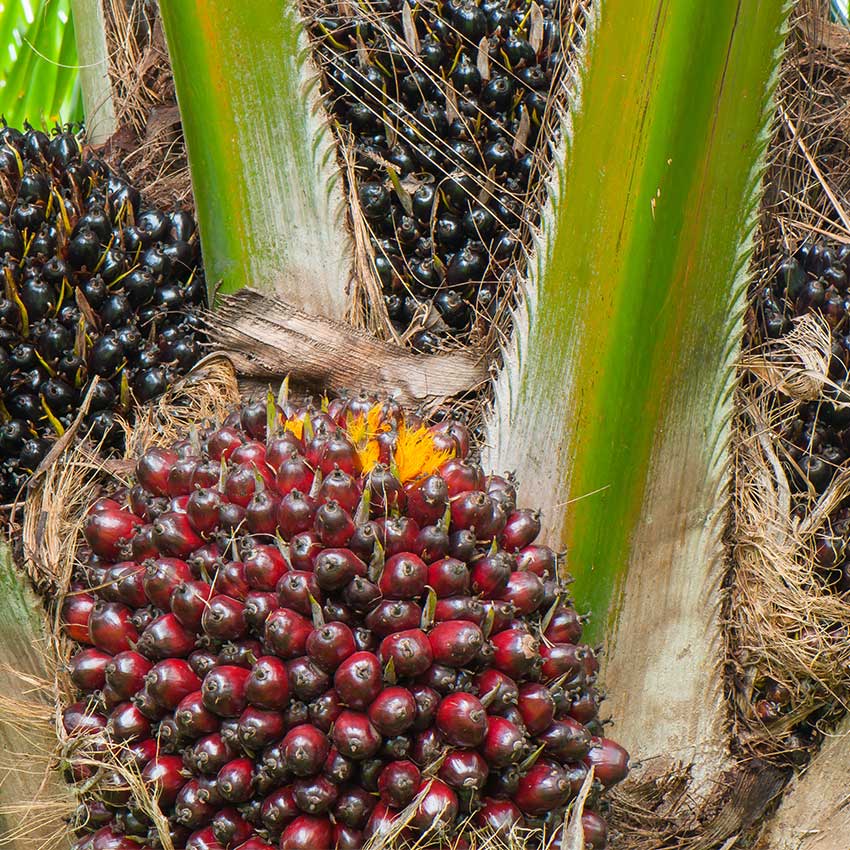 Refined Palm Oil - 1000ml Ingredients - Craftiviti
