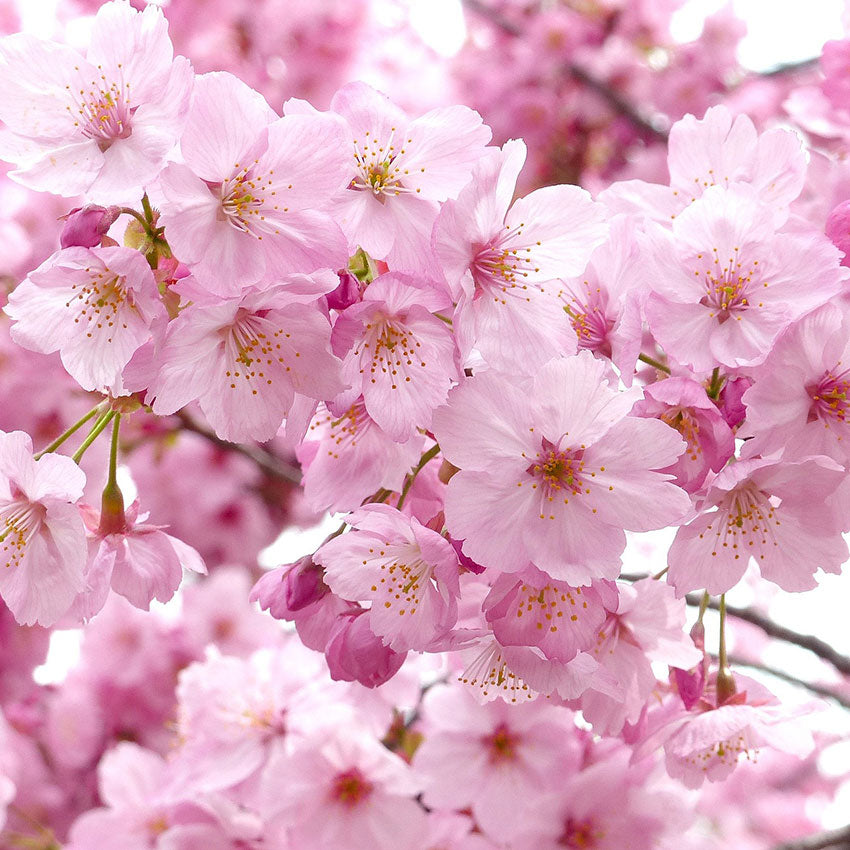 Sakura Fragrance Oil - 30ml Ingredients - Craftiviti